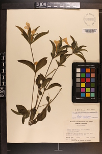 Ruellia caroliniensis image