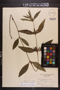 Ruellia caroliniensis image