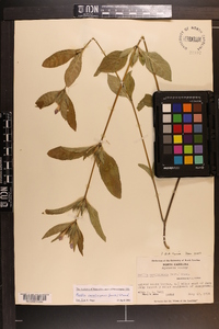 Ruellia caroliniensis image