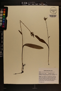 Platanthera clavellata image