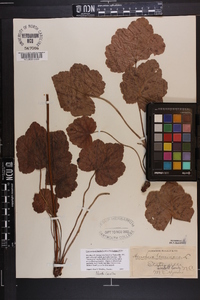 Heuchera americana image