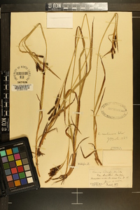 Carex caroliniana image