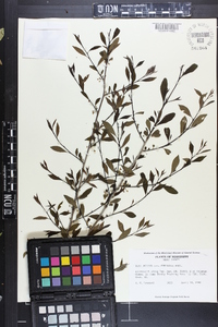 Ilex decidua var. curtissii image