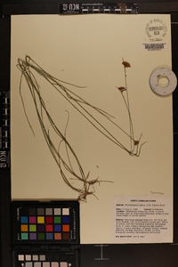 Rhynchospora macra image