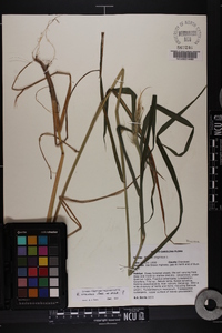 Elymus villosus image