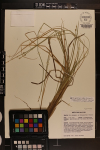 Carex canescens subsp. disjuncta image