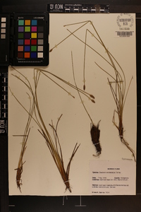 Eleocharis melanocarpa image