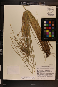 Carex canescens subsp. disjuncta image