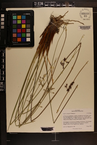 Juncus coriaceus image