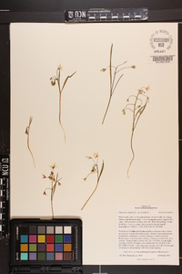 Claytonia virginica var. acutiflora image