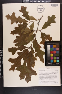 Quercus lyrata image