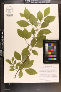 Ilex montana image