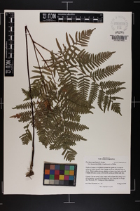 Pteridium aquilinum var. latiusculum image