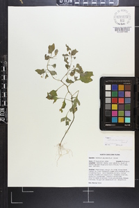 Solanum ptychanthum image