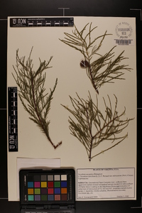 Taxodium ascendens image