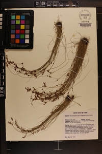 Rhynchospora pusilla image
