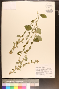 Solidago bicolor image