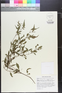 Bidens discoidea image