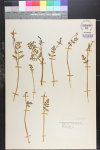 Botrychium matricariifolium image