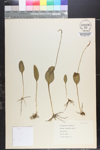 Ophioglossum vulgatum image