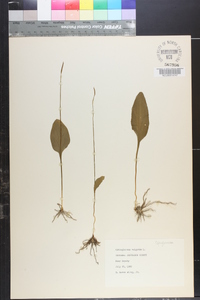 Ophioglossum vulgatum image