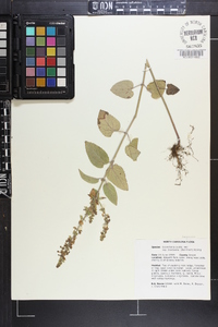 Scutellaria ovata image