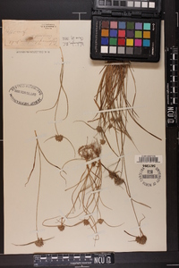 Cyperus filiculmis image