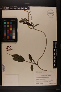 Lonicera canadensis image