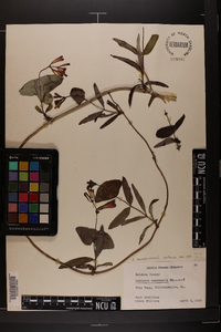 Lonicera canadensis image