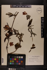 Lonicera canadensis image