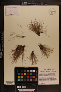 Eleocharis baldwinii image