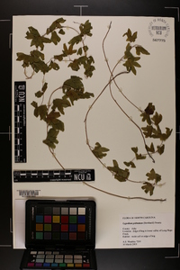 Lygodium palmatum image