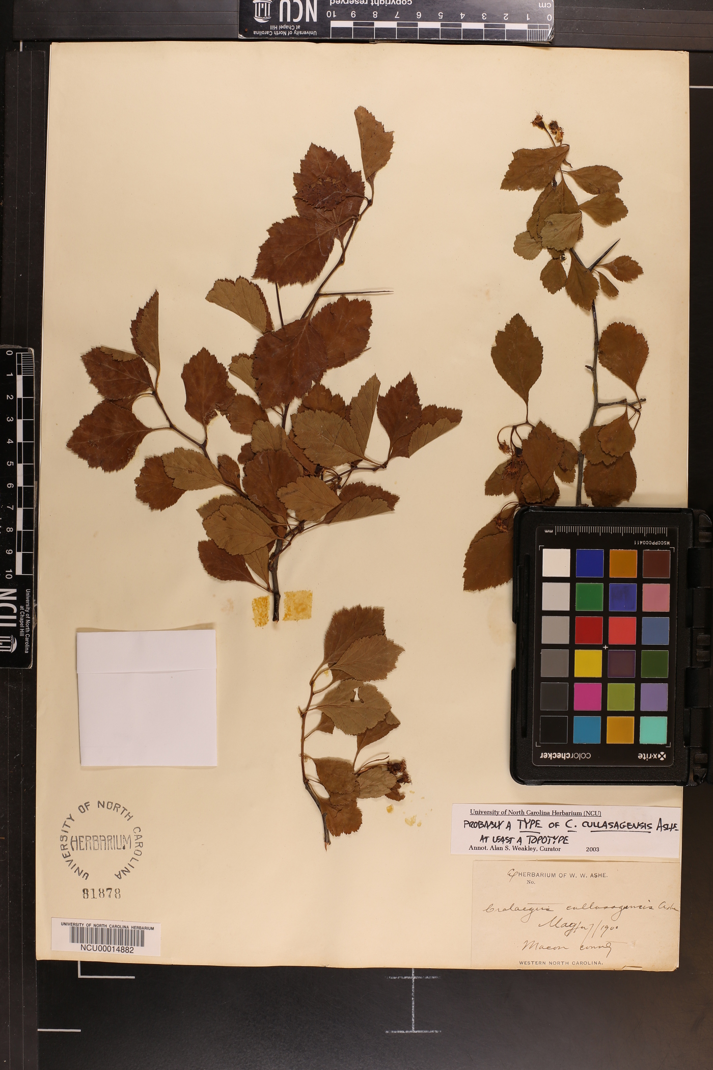 Crataegus alleghaniensis image