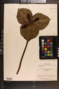 Trillium maculatum image