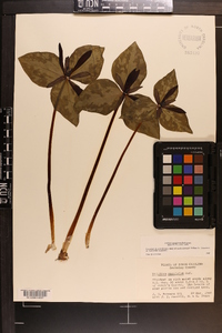 Trillium maculatum image