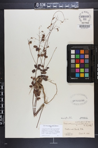 Desmodium marilandicum image