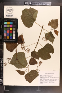 Ampelopsis cordata image