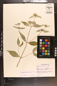 Pycnanthemum pycnanthemoides image