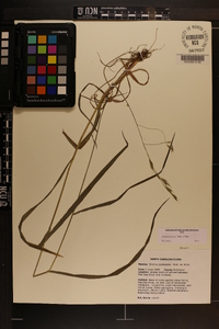 Bromus pubescens image