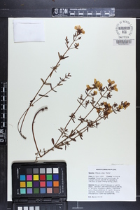Rhexia lutea image