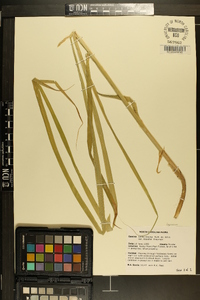 Carex stipata var. maxima image