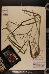 Elymus hystrix image