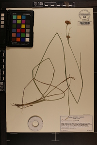 Rhynchospora macra image