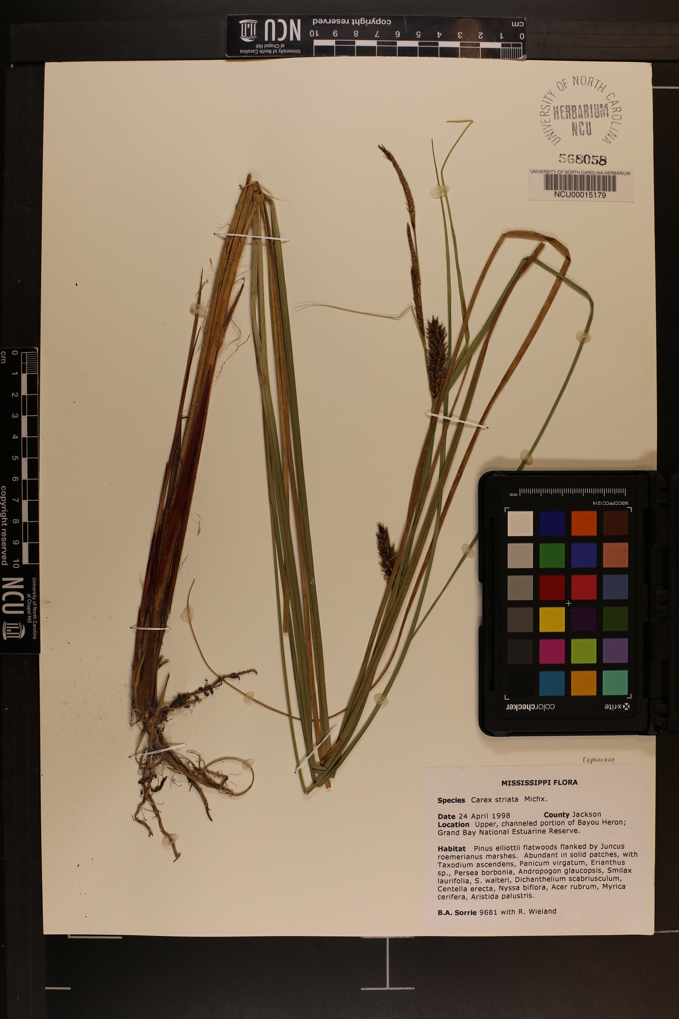 Carex striata image