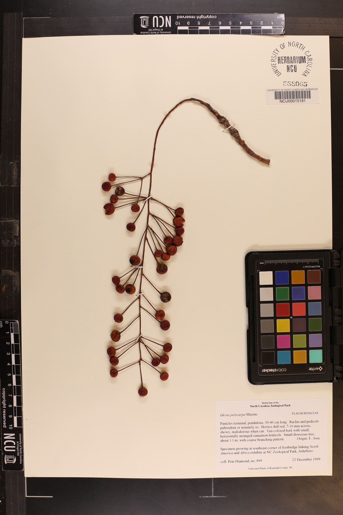 Idesia polycarpa image