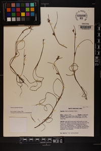 Scleria reticularis image