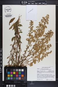 Solidago pulverulenta image