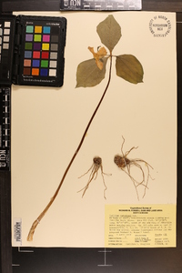 Trillium catesbaei image