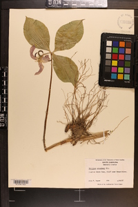 Trillium catesbaei image