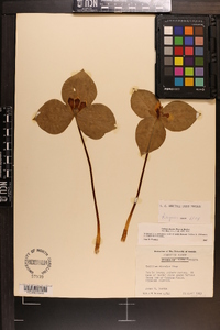 Trillium discolor image